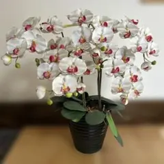 Item thumbnail for item f8034780-64a1-403d-9bc0-d0f6e1a5e344