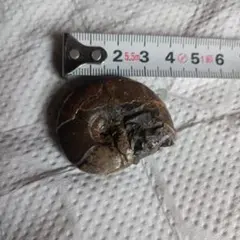アンモナイト 化石 標本
