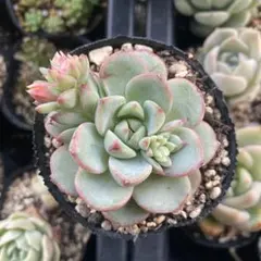 多肉植物　バニラビズ　カット苗