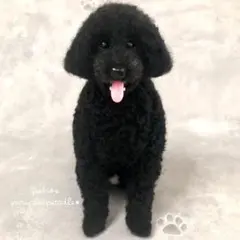 handmade 羊毛フェルト ☆スタンダードプードル　犬　オーダー