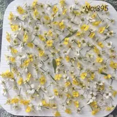 No,395 アリッサム210輪＋α ドライフラワー花材