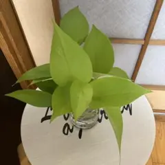 ポトス　ライム　水差しのサムネイル