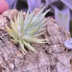 Tillandsia Renate (BRT) 速達発送 - メルカリ