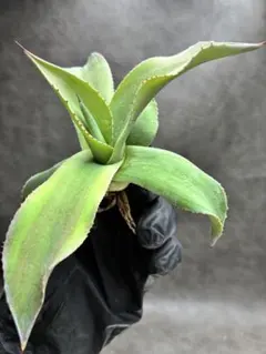 2026年最新】オバティフォリア斑入りの人気アイテム - メルカリ