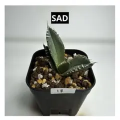 2025年最新】南アフリカダイヤモンド アガベの人気アイテム