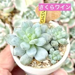 多肉植物 チャンウェイ錦♡抜き苗 - メルカリ