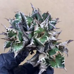 2025年最新】ゴリ猫の人気アイテム - メルカリ