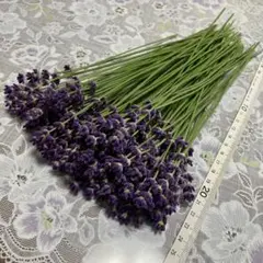 6/6朝摘み、即日発送☆自家製イングリッシュラベンダー100本(ロング丈)のサムネイル