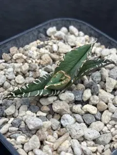 2026年最新】アガベ白豪刺の人気アイテム - メルカリ