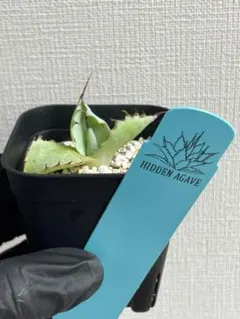アガベ 希少 X ホワイトファング ジェレミー株 OC株 Agave X 