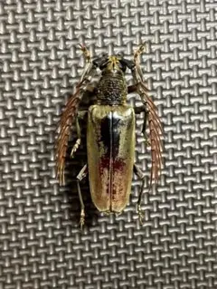 ベロア感有】オオミヤマカミキリ♀ 標本 カミキリムシ Xixuthrus 天牛