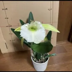 トモッチ様 リクエスト 2点 まとめ商品