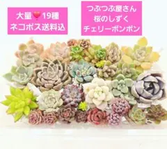 2026年最新】だるま姫秀麗錦の人気アイテム - メルカリ