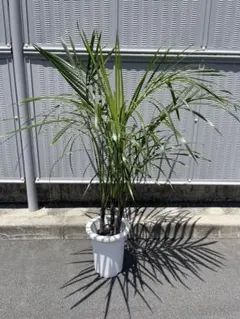 2026年最新】ユッカ 植物の人気アイテム - メルカリ