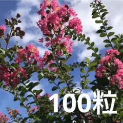 ⑩ サルスベリの種のサムネイル