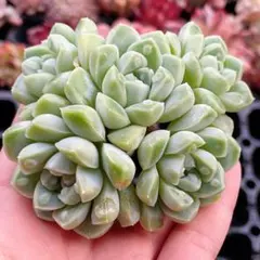 chiko様 リクエスト 2点 まとめ商品