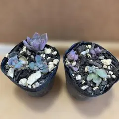 多肉植物 ハオルチア 氷の恋人 美株 新品種 糊斑 - メルカリ