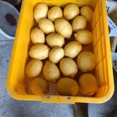 広島県産無農薬レモン2キロ箱込（農薬：栽培期間中不使用） - メルカリ