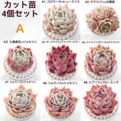M*a様 カット苗 4個セット 多肉植物 エケベリア 実生苗