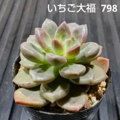 いちご大福 798 エケベリア 多肉植物 抜き苗