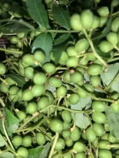 山椒の実 無農薬 初物　天然　薬味 即ネコポス発送！　⚫️苗木3株セットのサムネイル