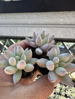 Mシマ様 リクエスト 4点 まとめ商品