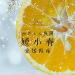 レア品種✨愛媛県西宇和産　媛小春　秀品4キロ　小さめ