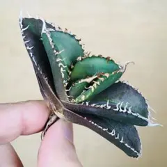 2026年最新】アガベ金剛の人気アイテム - メルカリ