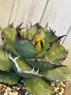 2025年最新】cancer アガベの人気アイテム - メルカリ