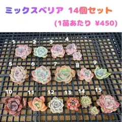 2026年最新】紫紺の矢の人気アイテム - メルカリ