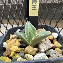 アガベ 　チタノタ 　海王 　極上　672