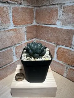 ブラックオブツーサ錦  美品 ザ・ファームセレクト]ハオルチア：ブラックオブツーサ錦 2.5号