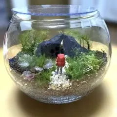 ❣️苔アート❣️苔リューム❣️F❣️1点物❣️送料込み❣️ - メルカリ