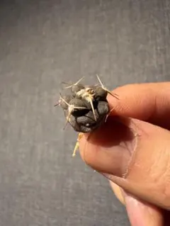 サボテン　ギムノカリキウム　守金魔天竜　実生株のサムネイル