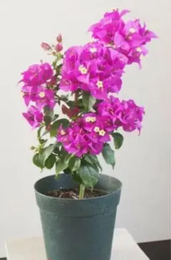 ブーゲンビリア　ピンクホワイト らくらくメルカリ便発送‼️ ブーゲンビリア ピンクホワイト らくらくメルカリ便発送‼️ - メルカリ