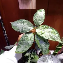 2025年最新】柳緑花紅 アグラオネマの人気アイテム - メルカリ