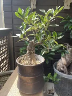 オリーブの木　オリーブ盆栽　オリーブ古木　ガーデニング 園芸　オリーブＦ-１４ オリーブの木 オリーブ盆栽 オリーブ古木 ガーデニング 園芸