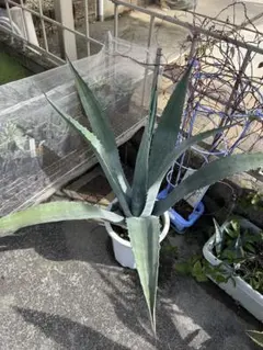 2025年最新】アガベ アメリカーナ 大株の人気アイテム - メルカリ