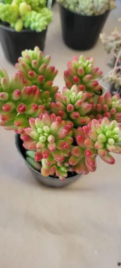 い*ご様 CK1059　オーロラ　72苗　多肉植物　土と根付き エケベリア 韓国 CK1059 オーロラ 72苗 多肉植物 土と根付き エケベリア 韓国苗 - メルカリ