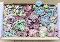 17 多肉植物　多肉弁当　詰め合わせ　寄せ植え　セット　カット苗　韓国苗　セダム