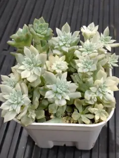 2025年最新】プロリフィカ 錦の人気アイテム - メルカリ