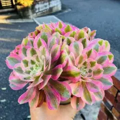 리치 슈퍼 묘목 20cm 아이오늄 다육 식물