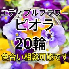 エディブルフラワー　ビオラ　20輪　色合い相談可能　食用　食用花　ケーキ　サラダのサムネイル