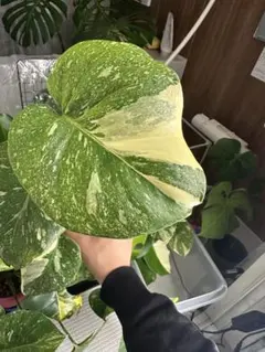 2026年最新】モンステラプラチナムの人気アイテム - メルカリ