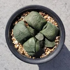 2026年最新】ガステリア 臥牛の人気アイテム - メルカリ