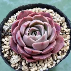 青空様 リクエスト 2点 まとめ商品　速達