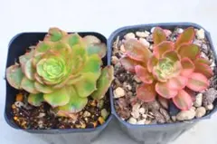 黒法師 緑カシミヤバイオレット 大きめ 全部抜き 多肉植物 - メルカリ