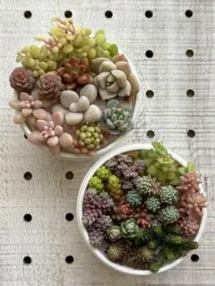 多肉植物　セダム　クラッスラ など　カット　18種類　セット　①