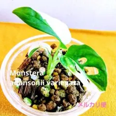 モンステラ アダンソニー バリエガータ マドカズラ 斑入り ミニ株 3枚葉＋新芽のサムネイル