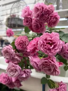 バラ苗 四季咲き 藤色 紫系ロゼット咲き 7.5cmポット⓰“ 若い苗